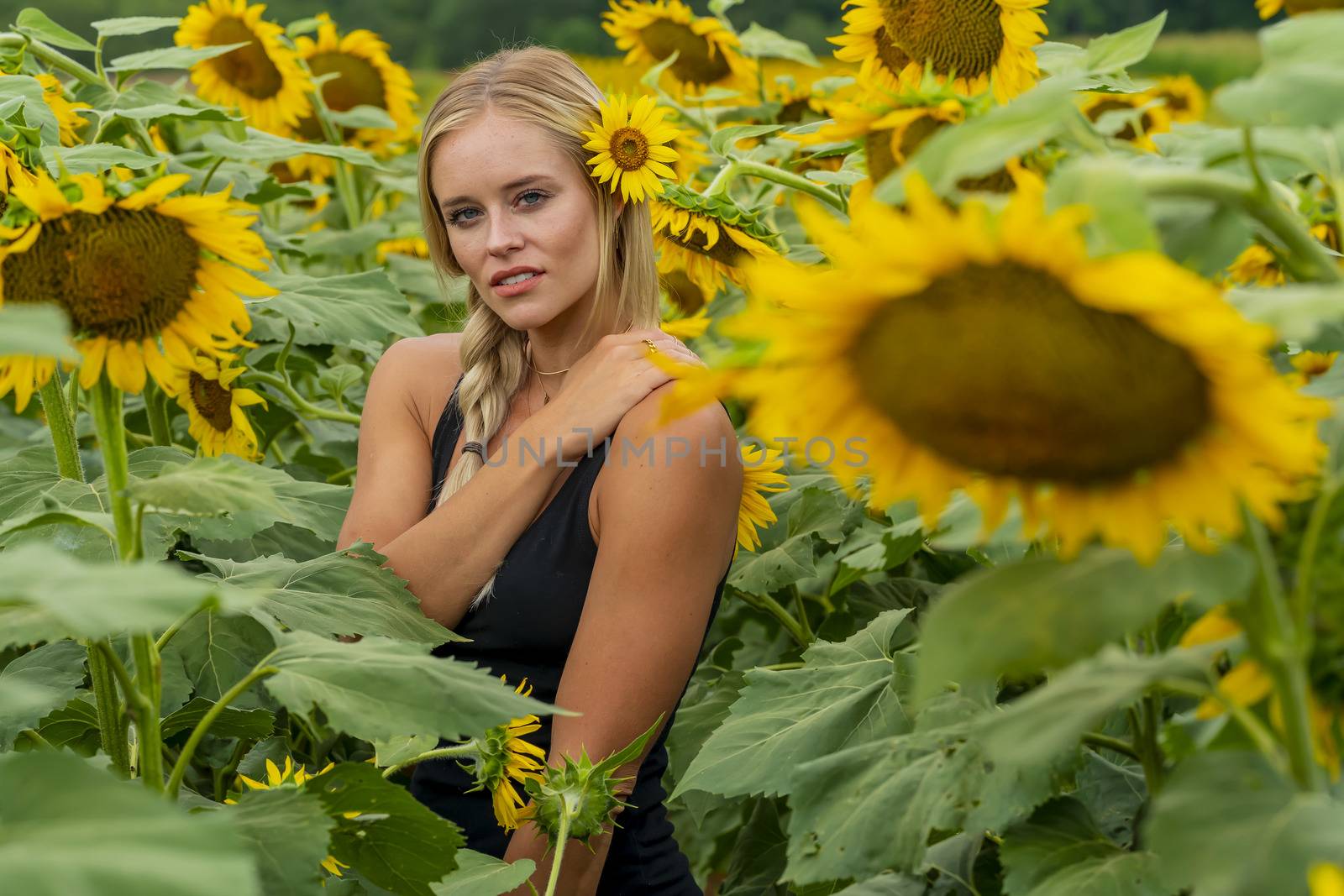 A gorgeous blonde model poses outdoors in a field of sunflowers while enjoying a summers day