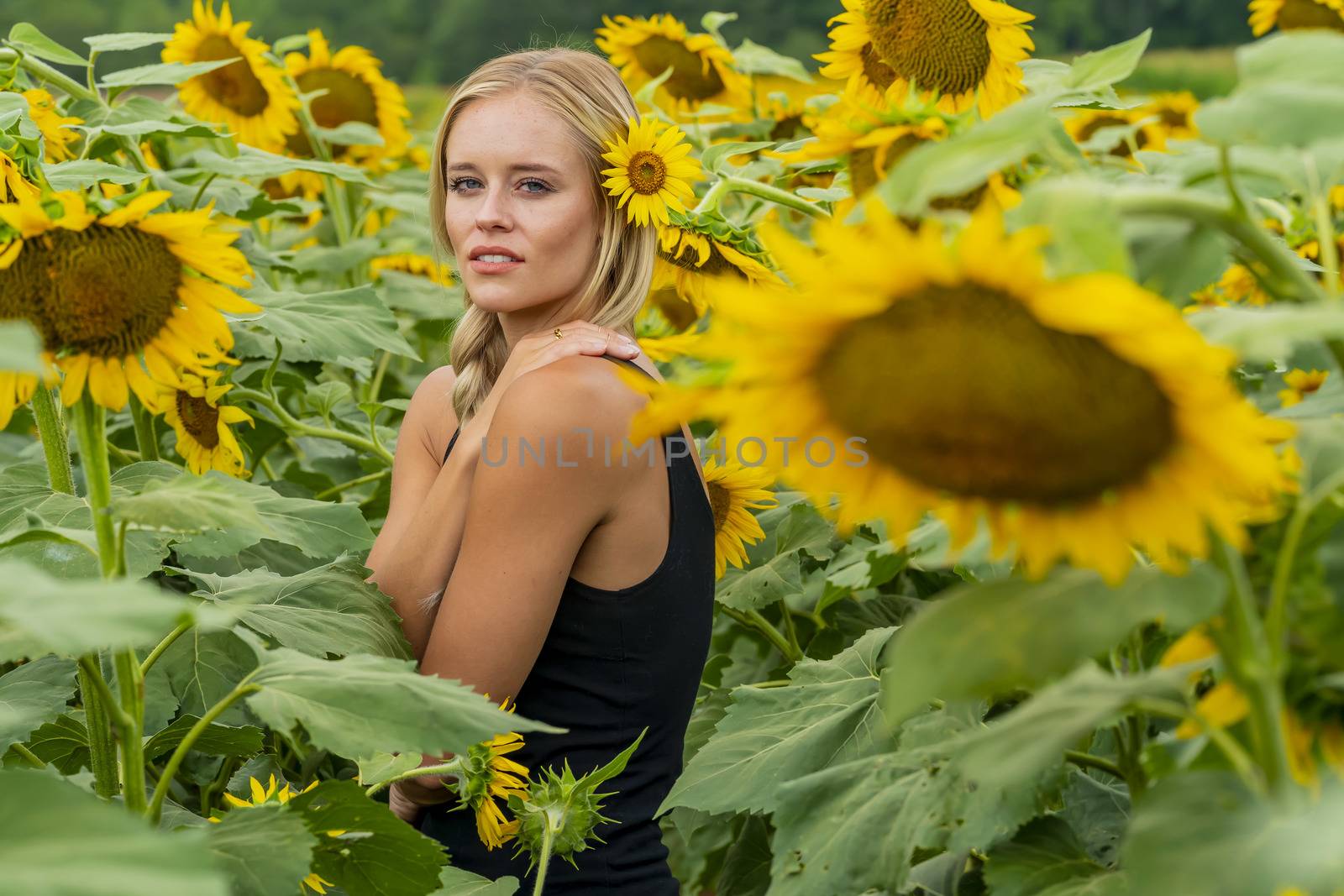 A gorgeous blonde model poses outdoors in a field of sunflowers while enjoying a summers day