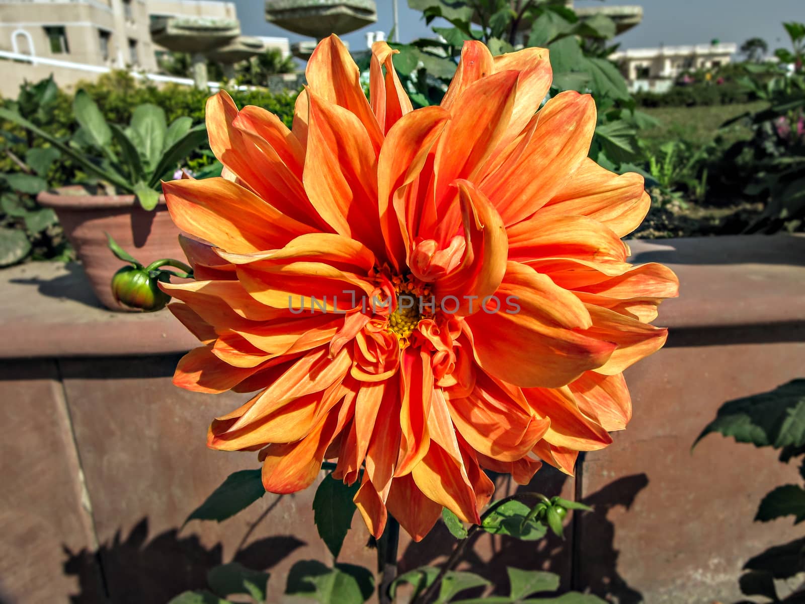 Selective focus, blur background, close up image of bright orange Dahlia flower in park with green background..