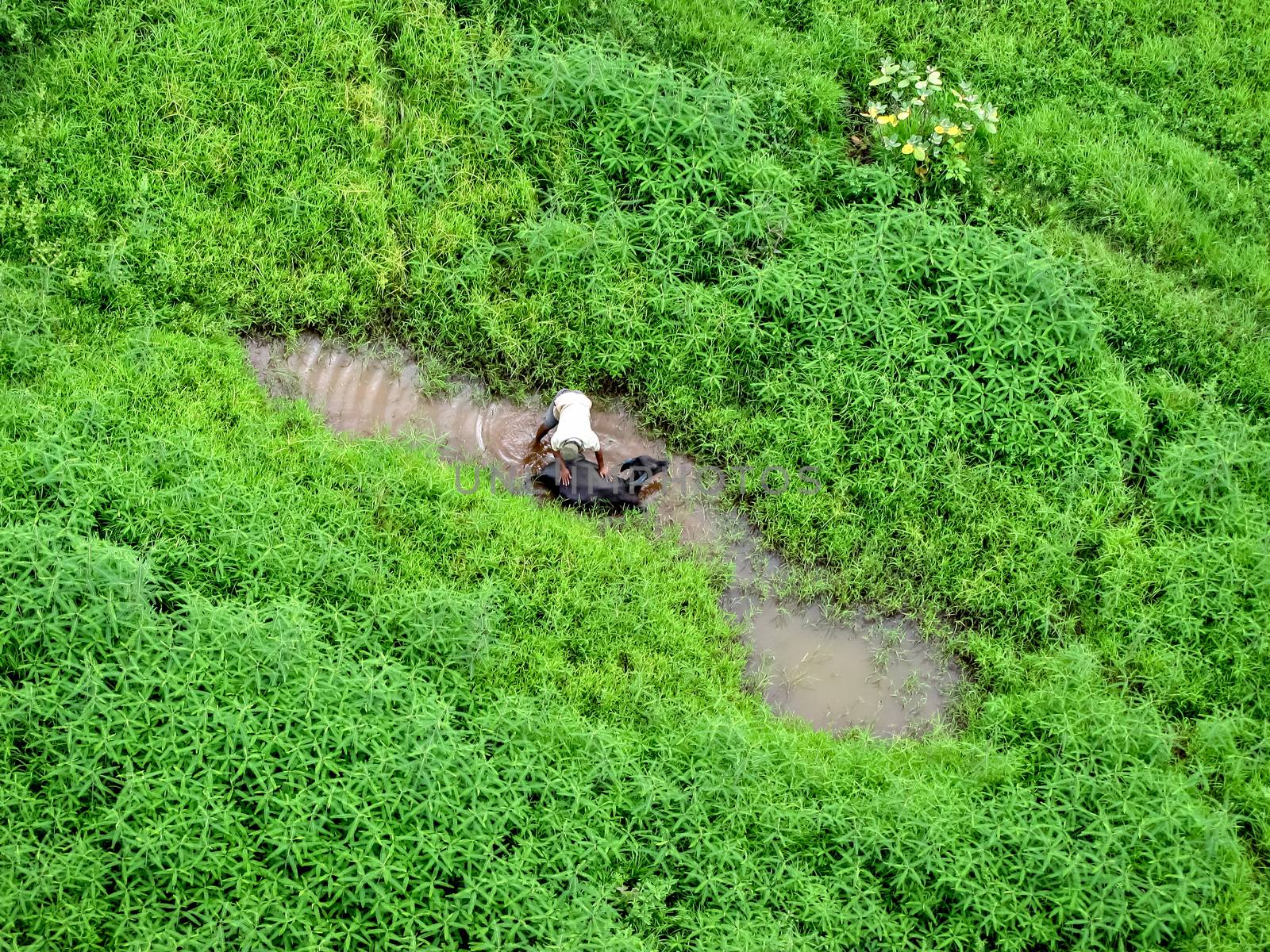 Arial view of a milkman washing his buffalo in a pond surrounded by lush green bushes.