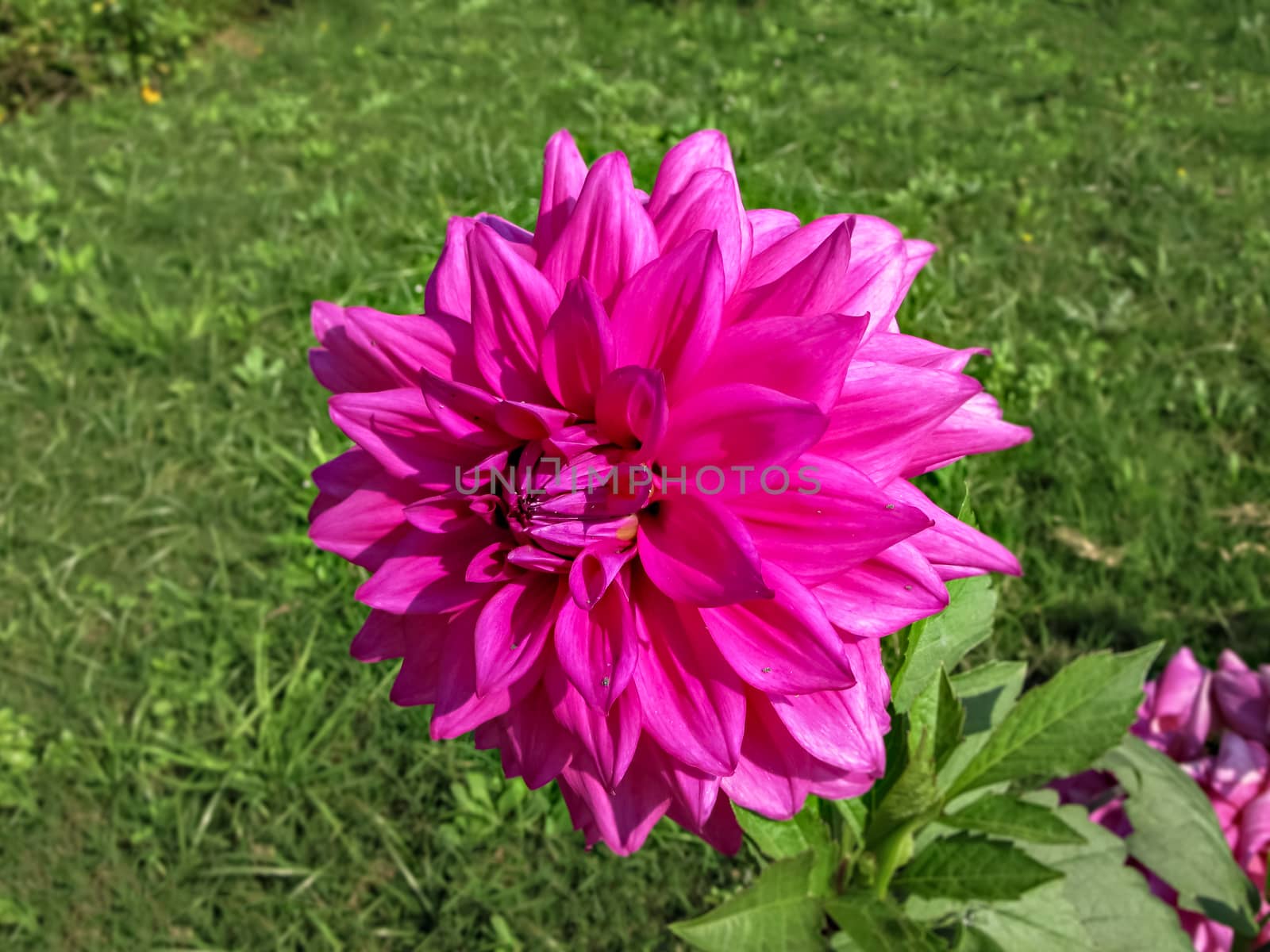 Selective focus, blur background, close up image of bright pink Dahlia flower in park with green background.