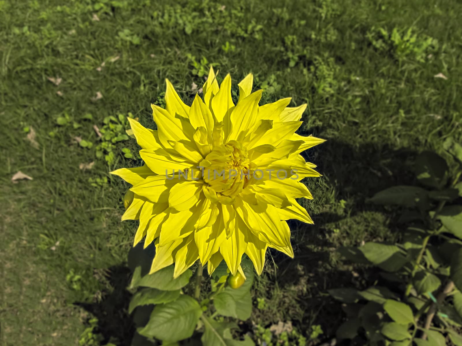 Selective focus, blur background, close up of bright yellow Dahlia flower in park. by lalam