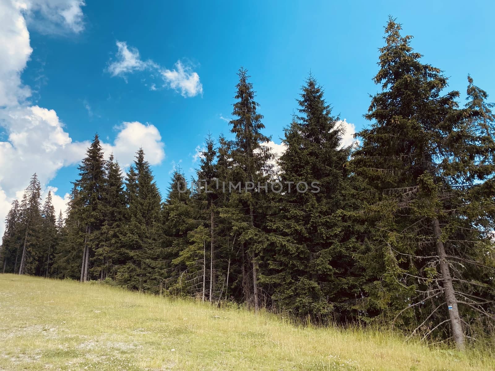 pine forest in the mountains.mountain road in the mountains