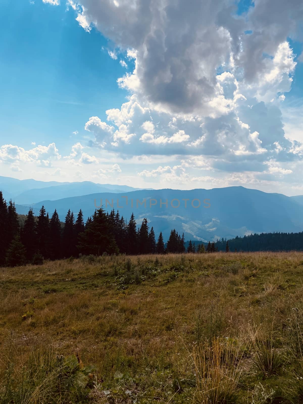 pine forest in the mountains.mountain road in the mountains