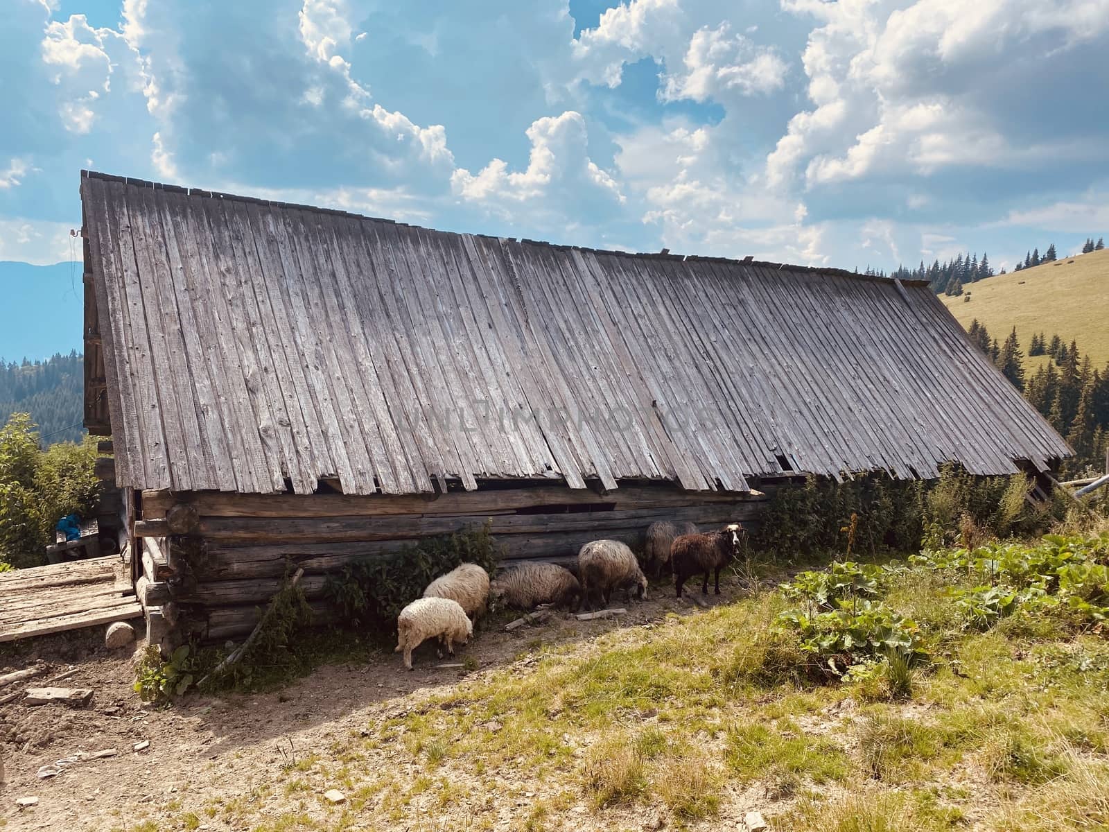 sheep on a farm eat grass outside on nature