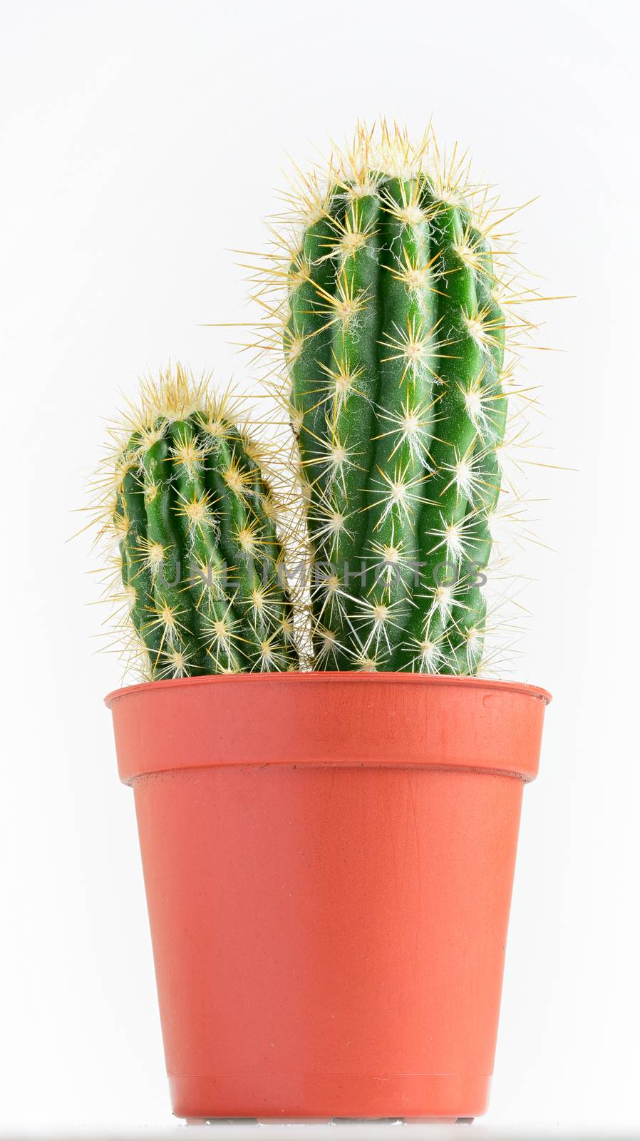 cactus by Visual-Content