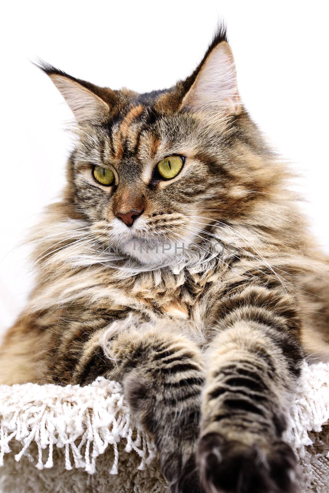 Cat Maine coon by Visual-Content