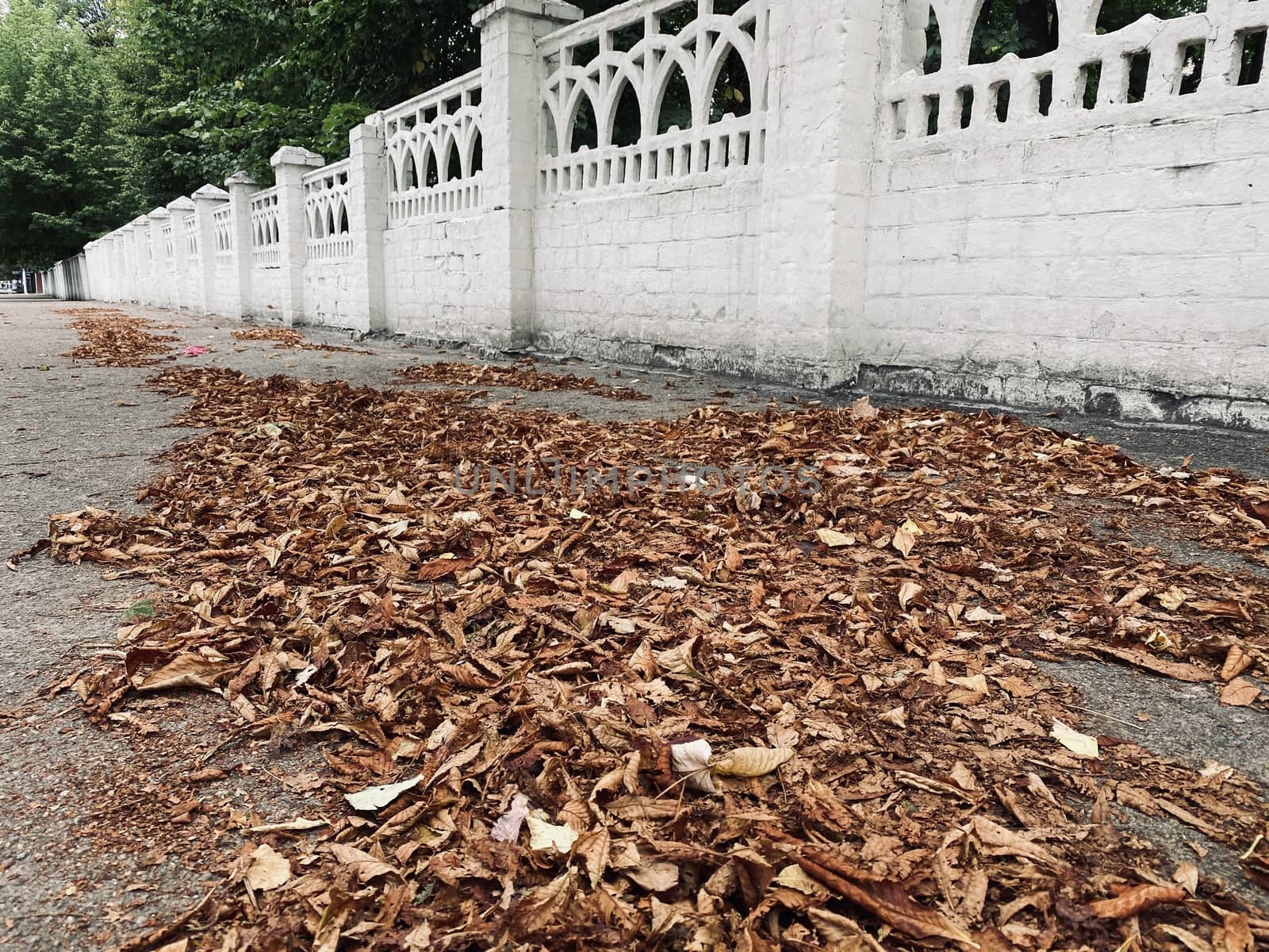 fallen autumn leaves on the ground