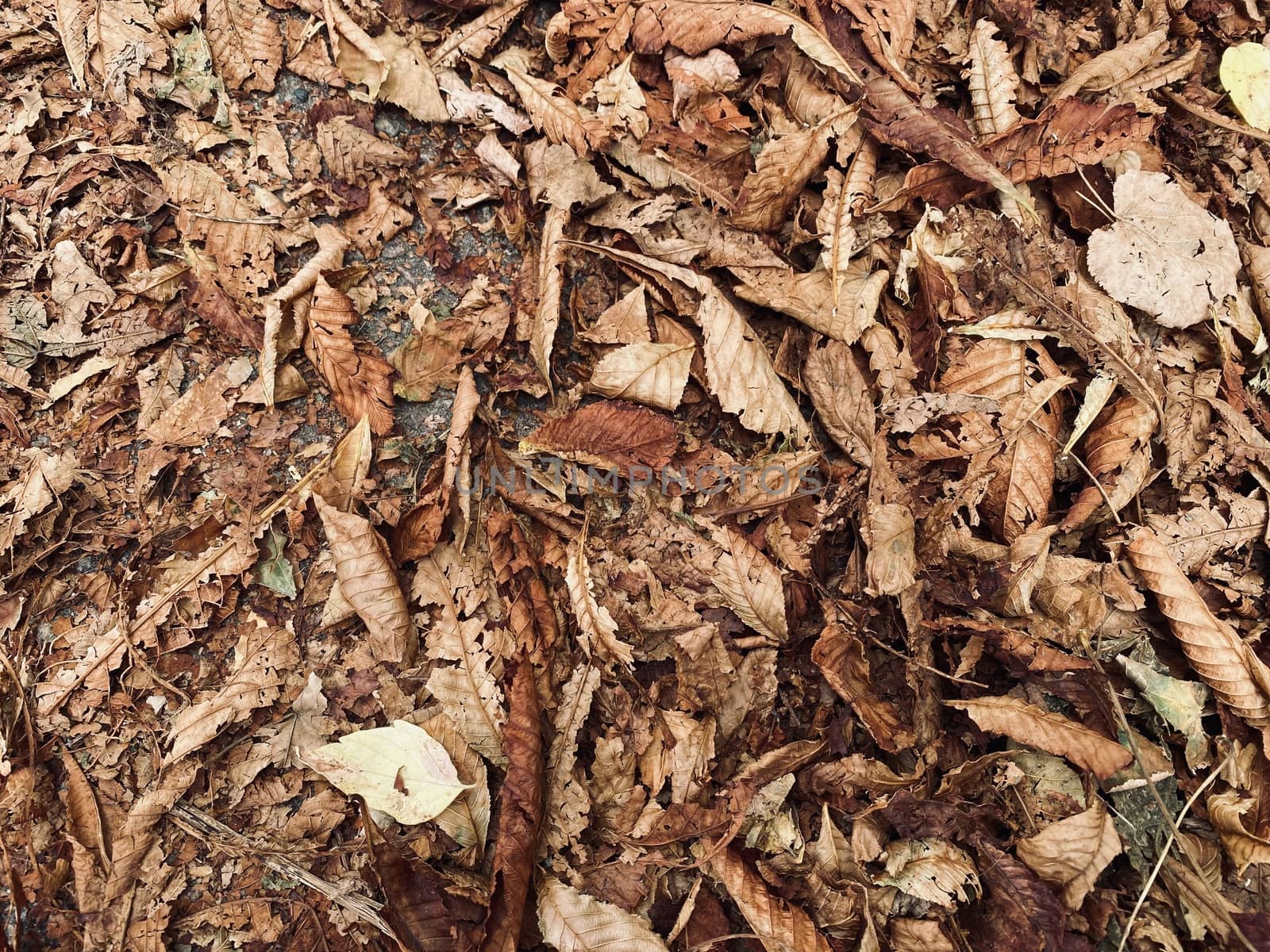 fallen autumn leaves on the ground