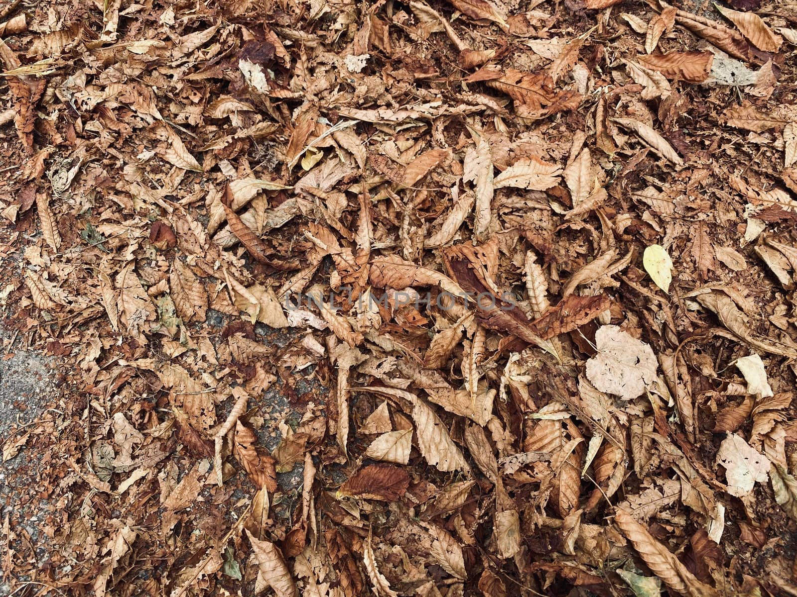 fallen autumn leaves on the ground