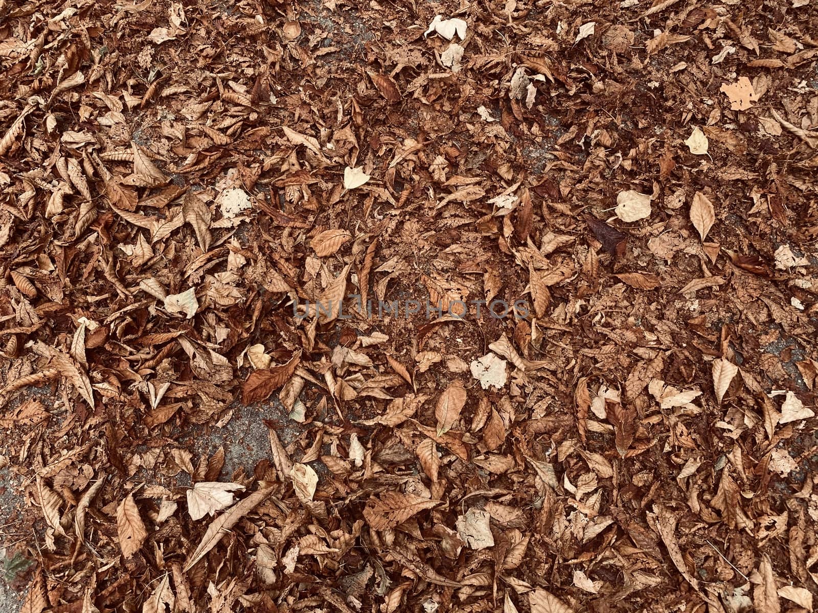 fallen autumn leaves on the ground