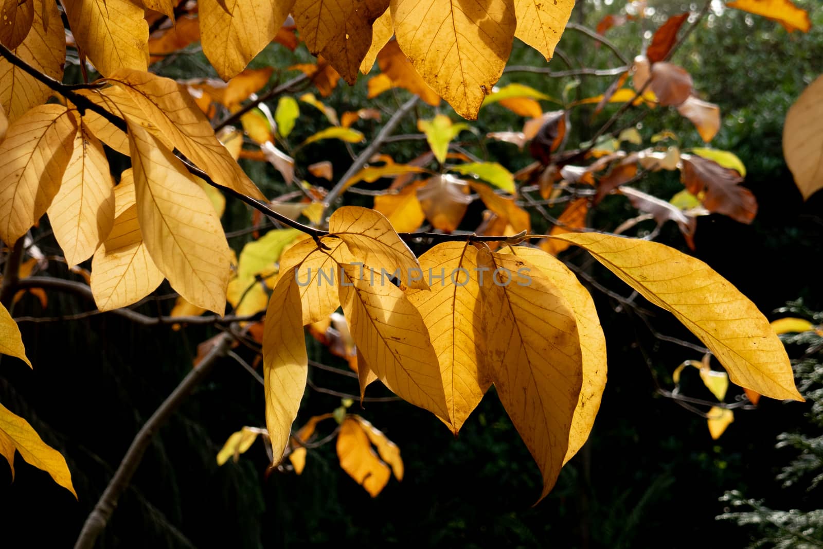 Trees in autumn colours on trees in the fall, red, gold, yellow leaves with beautiful sunlight. High quality photo