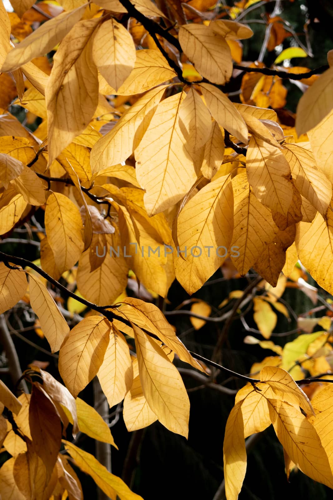 Trees in autumn colours on trees in the fall, red, gold, yellow leaves with beautiful sunlight. High quality photo