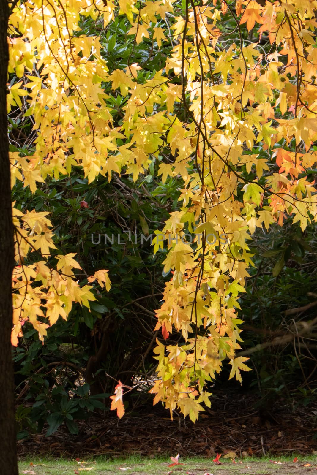 Autumn colours on trees in the fall, red, gold, yellow leaves beautiful sunlight by kgboxford