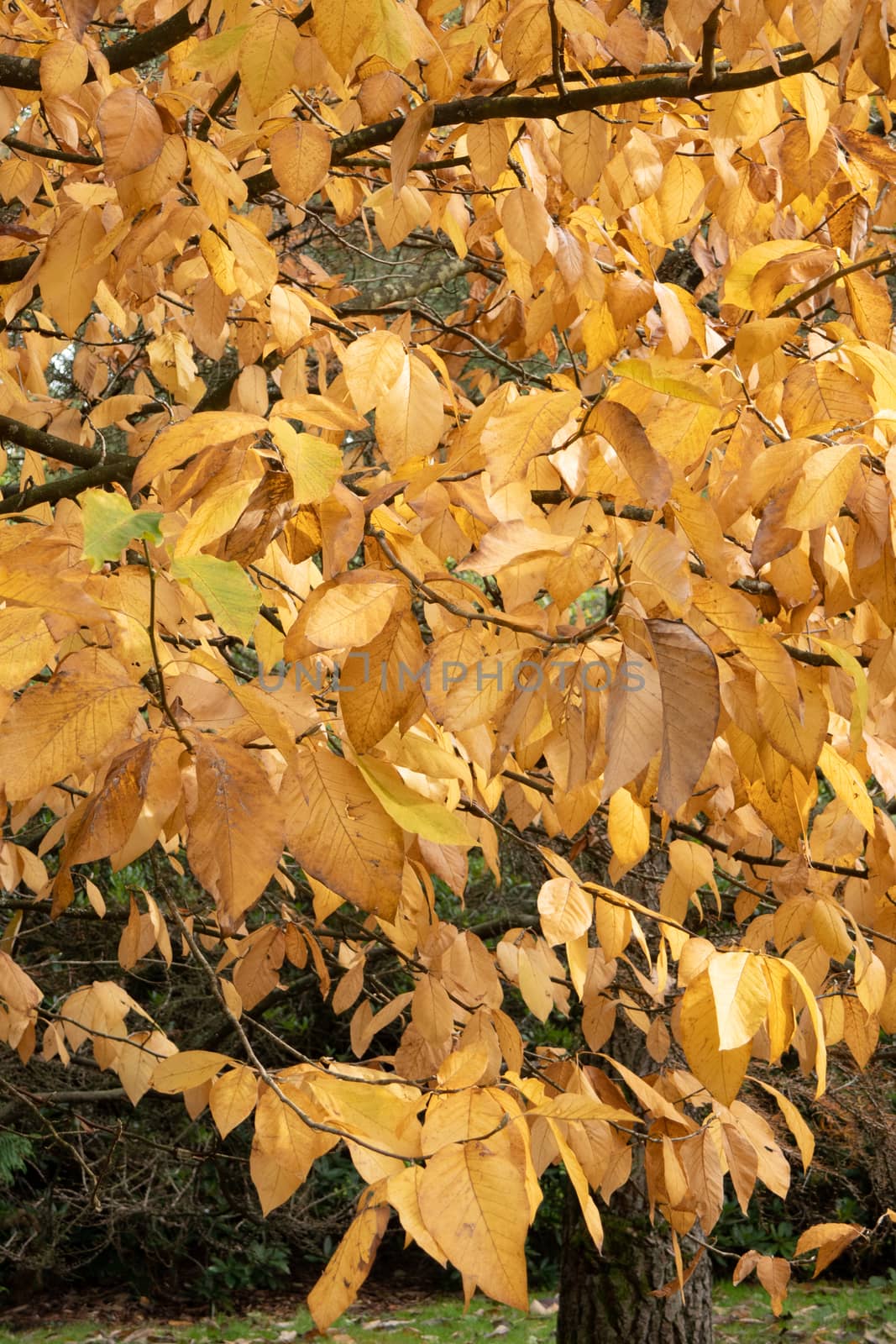 Autumn colours on trees in the fall, red, gold, yellow leaves beautiful sunlight by kgboxford