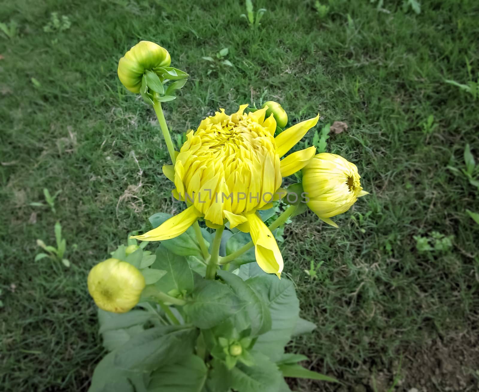 Selective focus, blur background, close up image of bright yellow blooming Dahlia flower bud in park with green background.