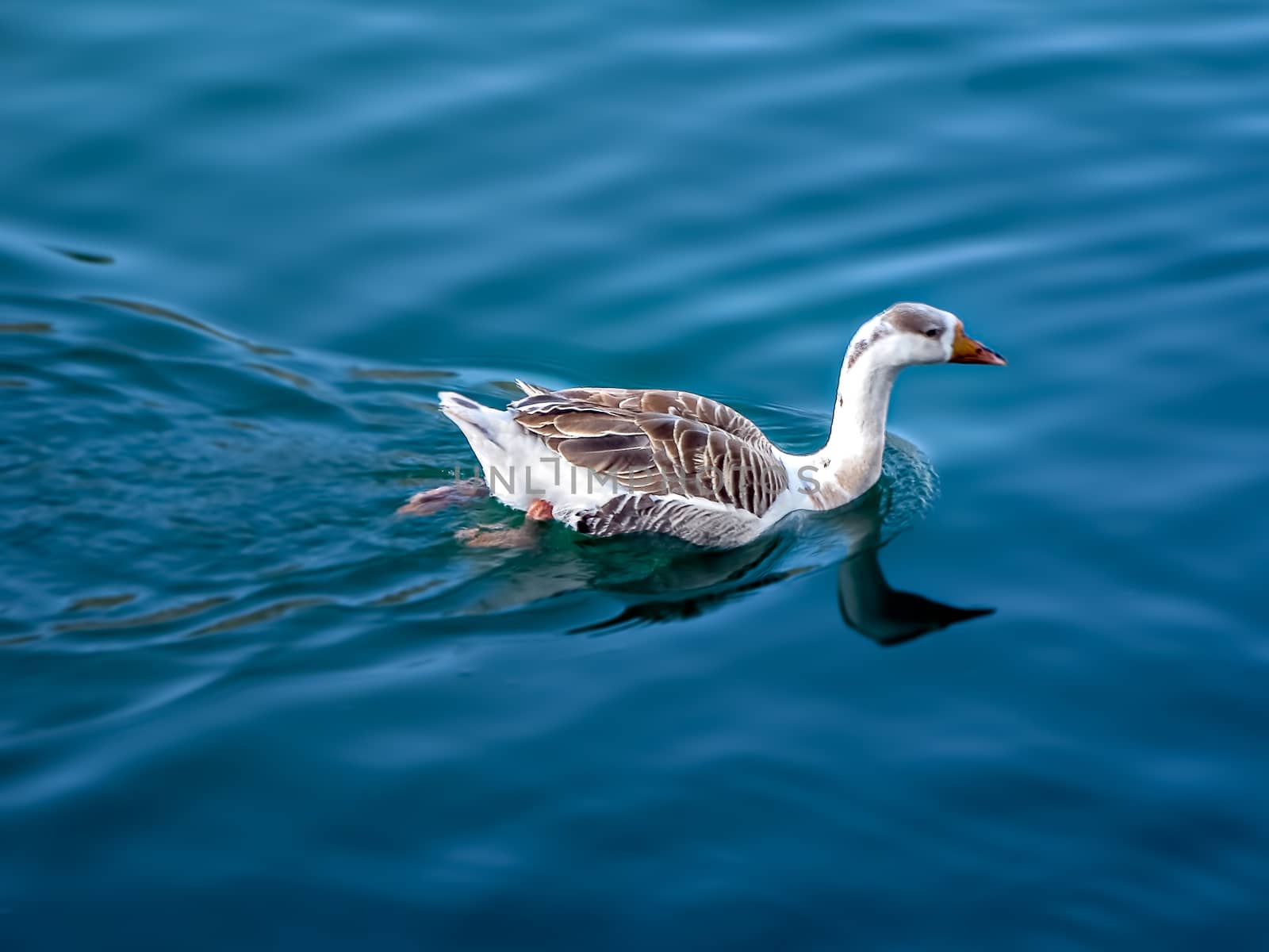 Making a reflection, single duck swimming in calm blue waters of lake. by lalam