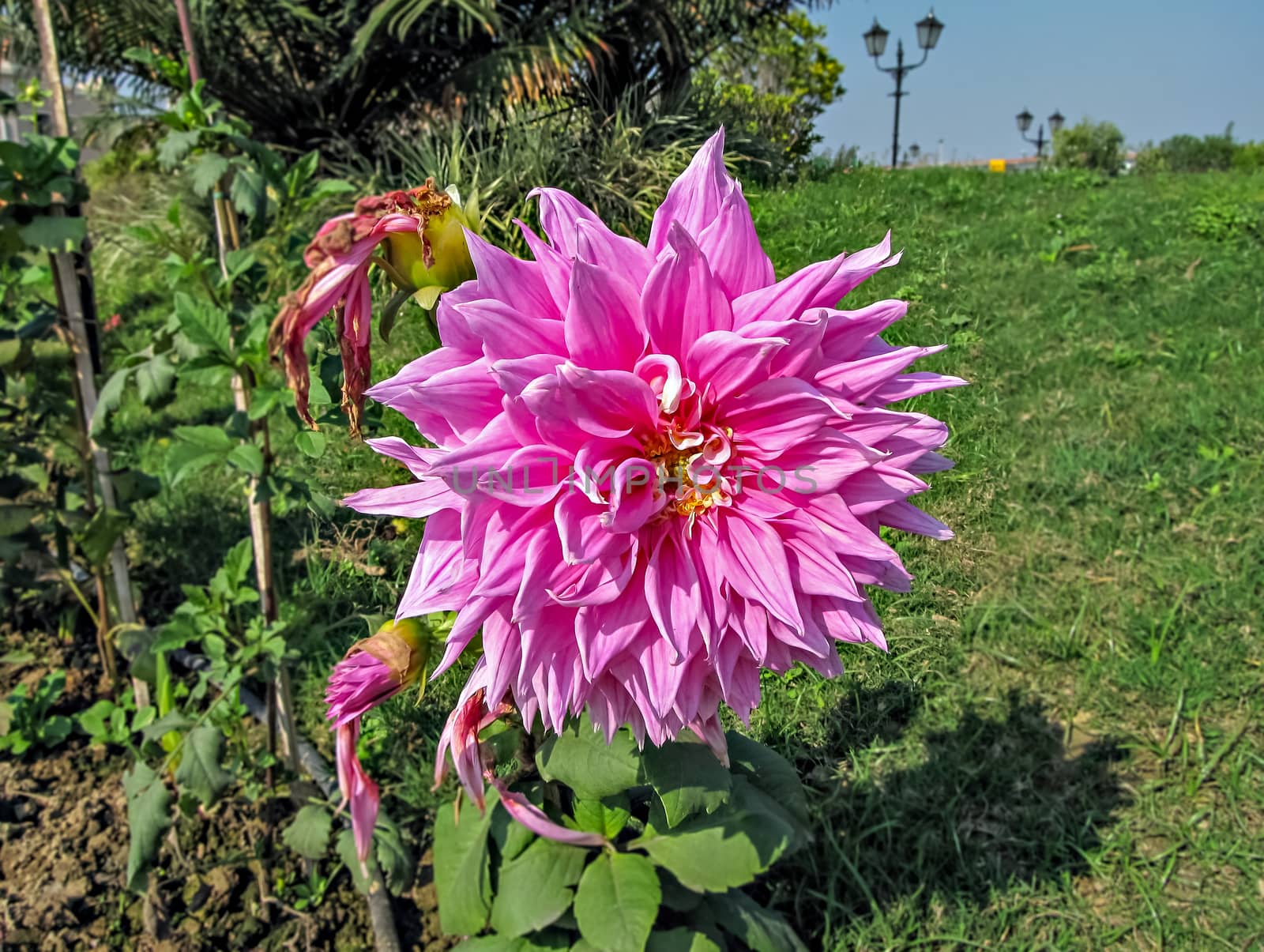Selective focus, blur background, close up of bright pink Dahlia flower in park. by lalam