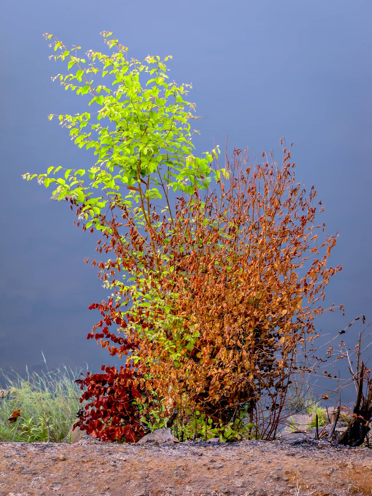 Semi dried, tree with multi colored leaves during summer season on a river bank. by lalam
