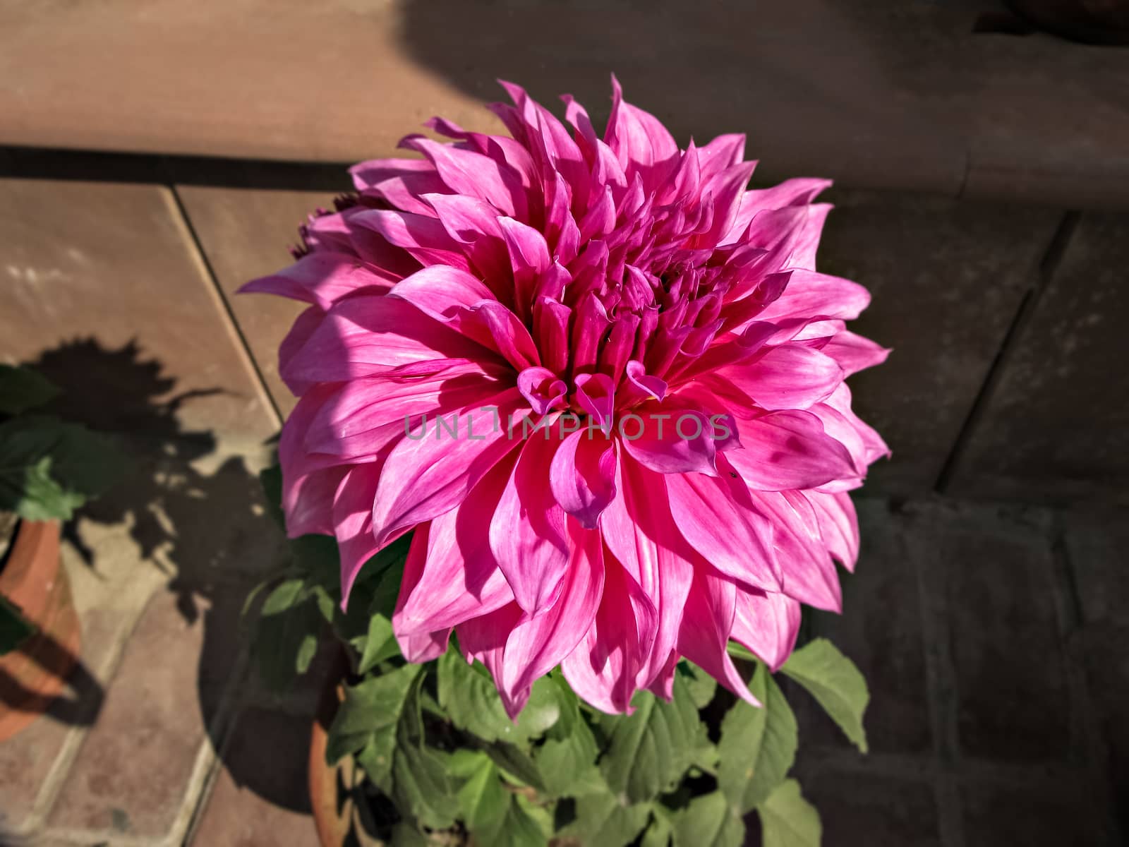 Selective focus, blur background, close up image of bright pink Dahlia flower in park.