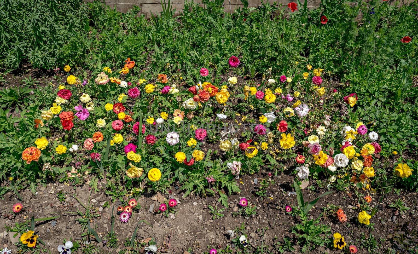 Bunch of multi colored roses,lilies,dahlias with green leaves planted on ground. by lalam
