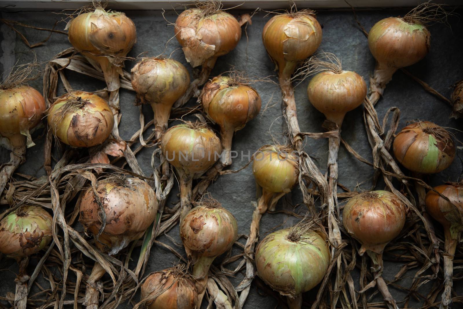 Onions harvested in autumn and laid out to dry, beautiful soft light against neutral floor in loose patterns. High quality photo