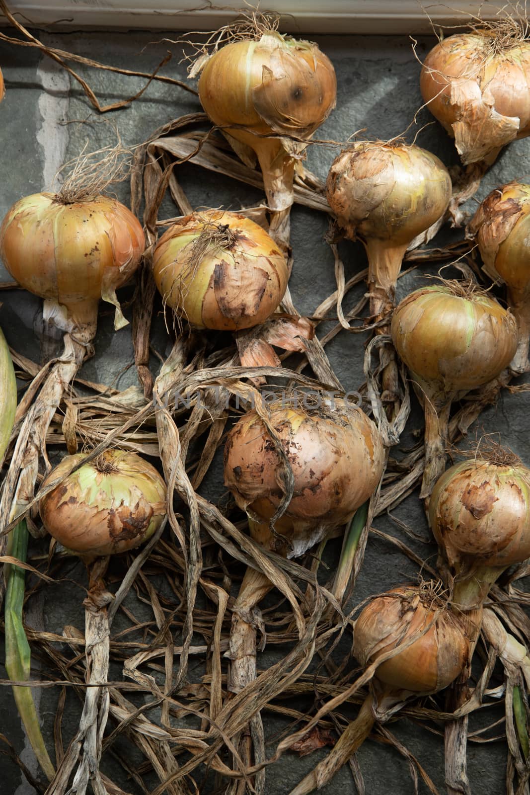 Onions harvested in autumn and laid out to dry,  by kgboxford