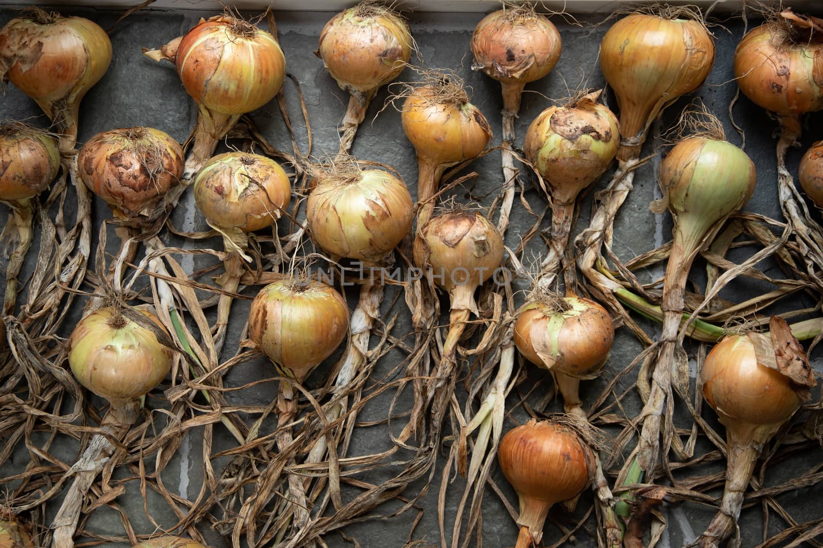Onions harvested in autumn and laid out to dry,  by kgboxford