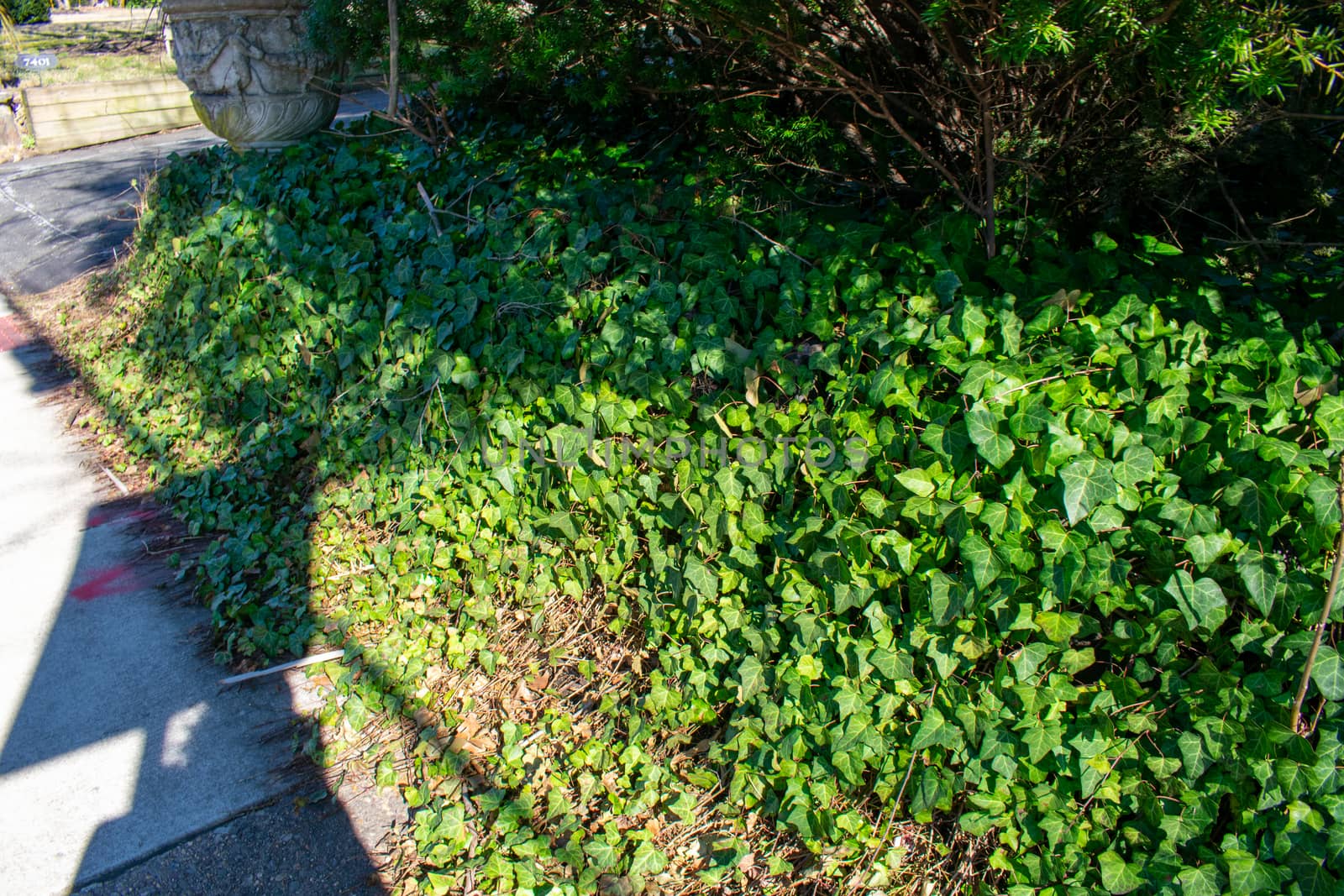 A Patch of Ivy Growing Next to the Sidewalk in a Suburban Area