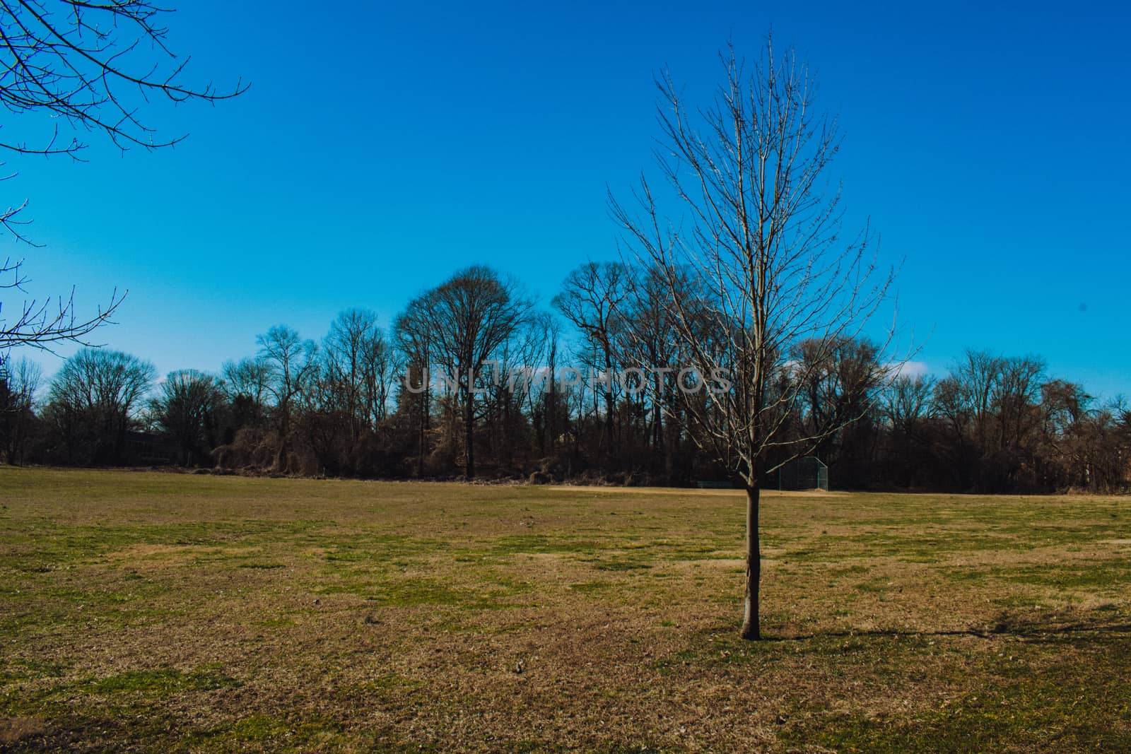 A Lone Tree in a Large Grass Field With a Group of Trees Behind It