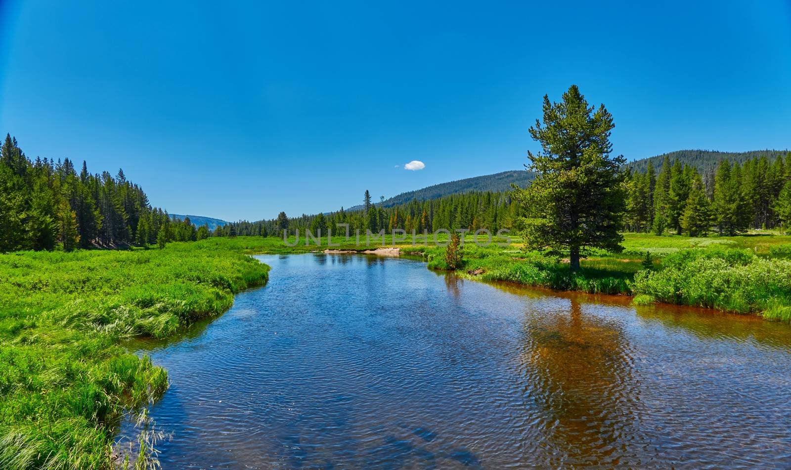 Johnson Creek flowing through a alpine meadow in the Sawtooth Na by patrickstock