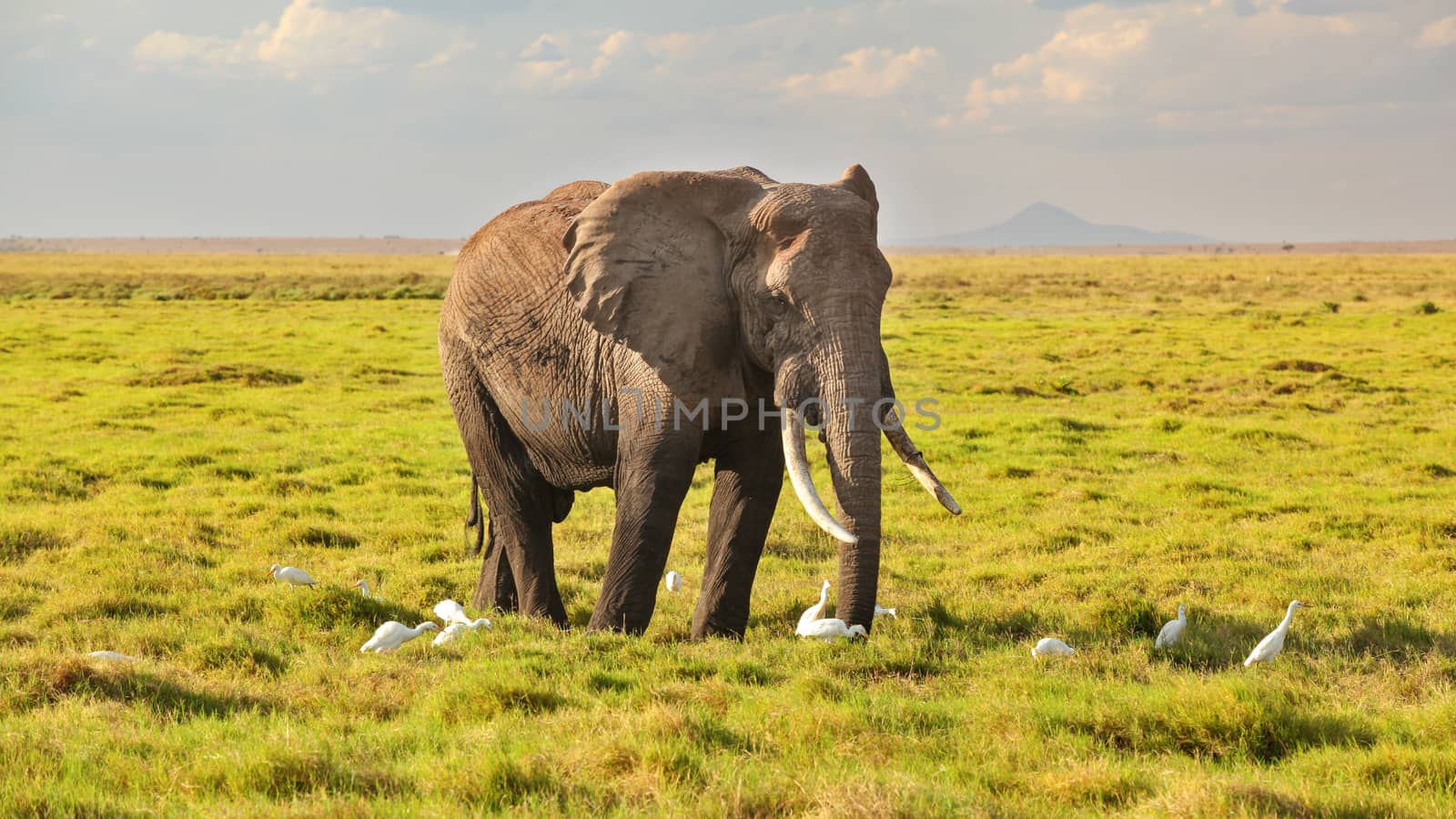 African bush elephant (Loxodonta africana) walking on savanna, w by Ivanko