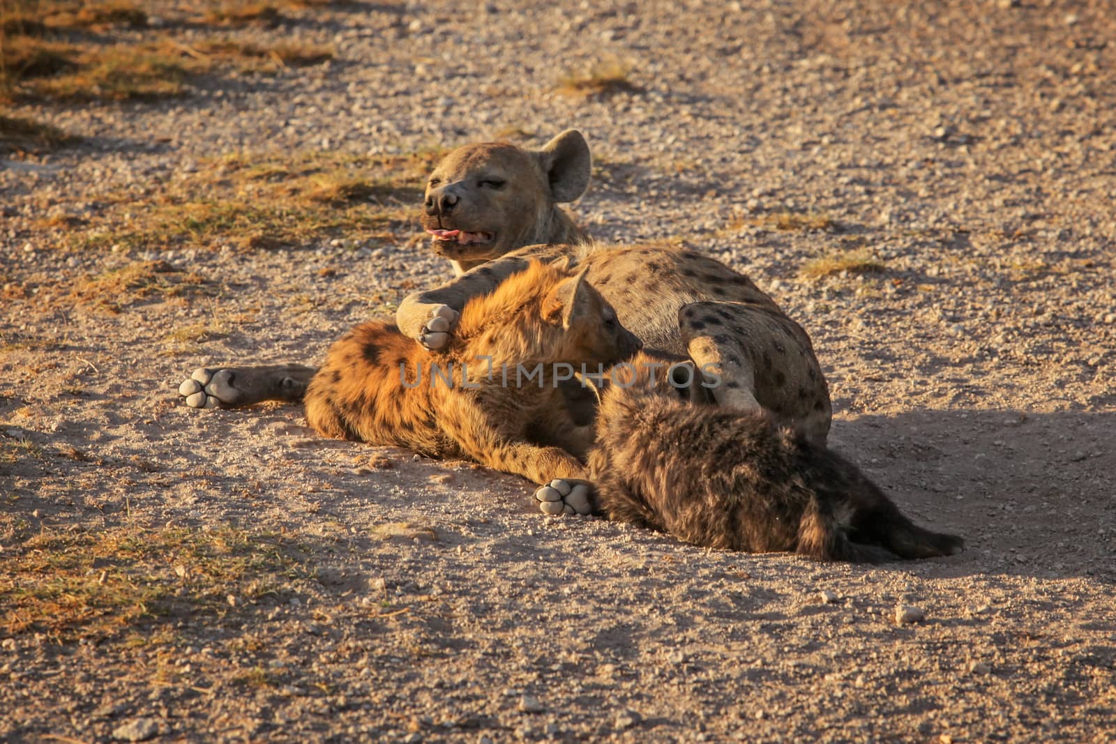 Spotted hyena (Crocuta crocuta) feeding her cubs lying on the ground. Amboseli national park, Kenya