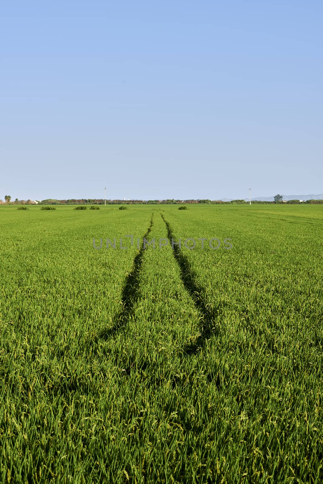 Marks on rice field and sunny day, green fields, bright blue