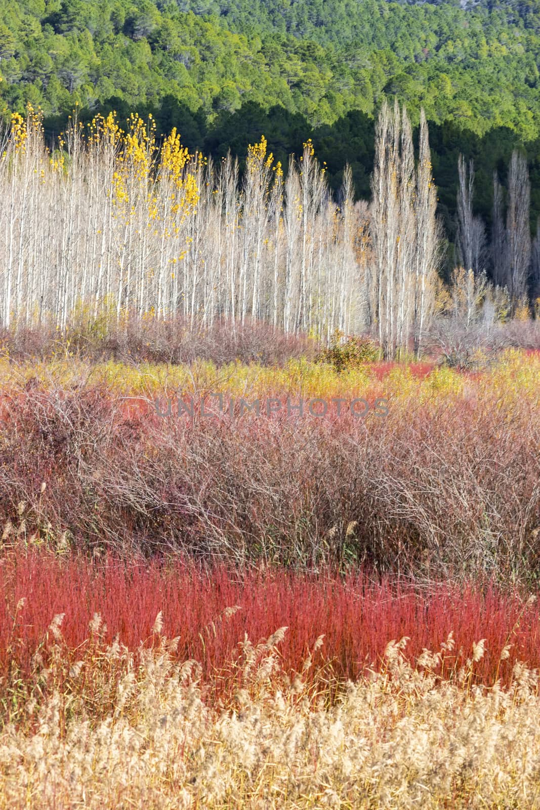Autumn colorful landscape of a field of poplars and red wicker