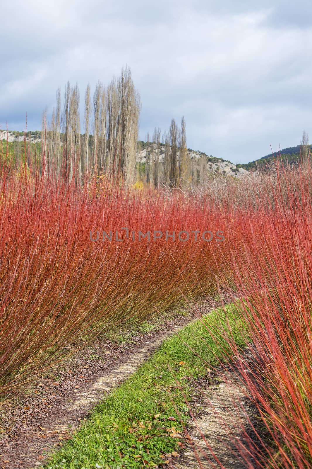 Landscape of a rural road through a red wicker field