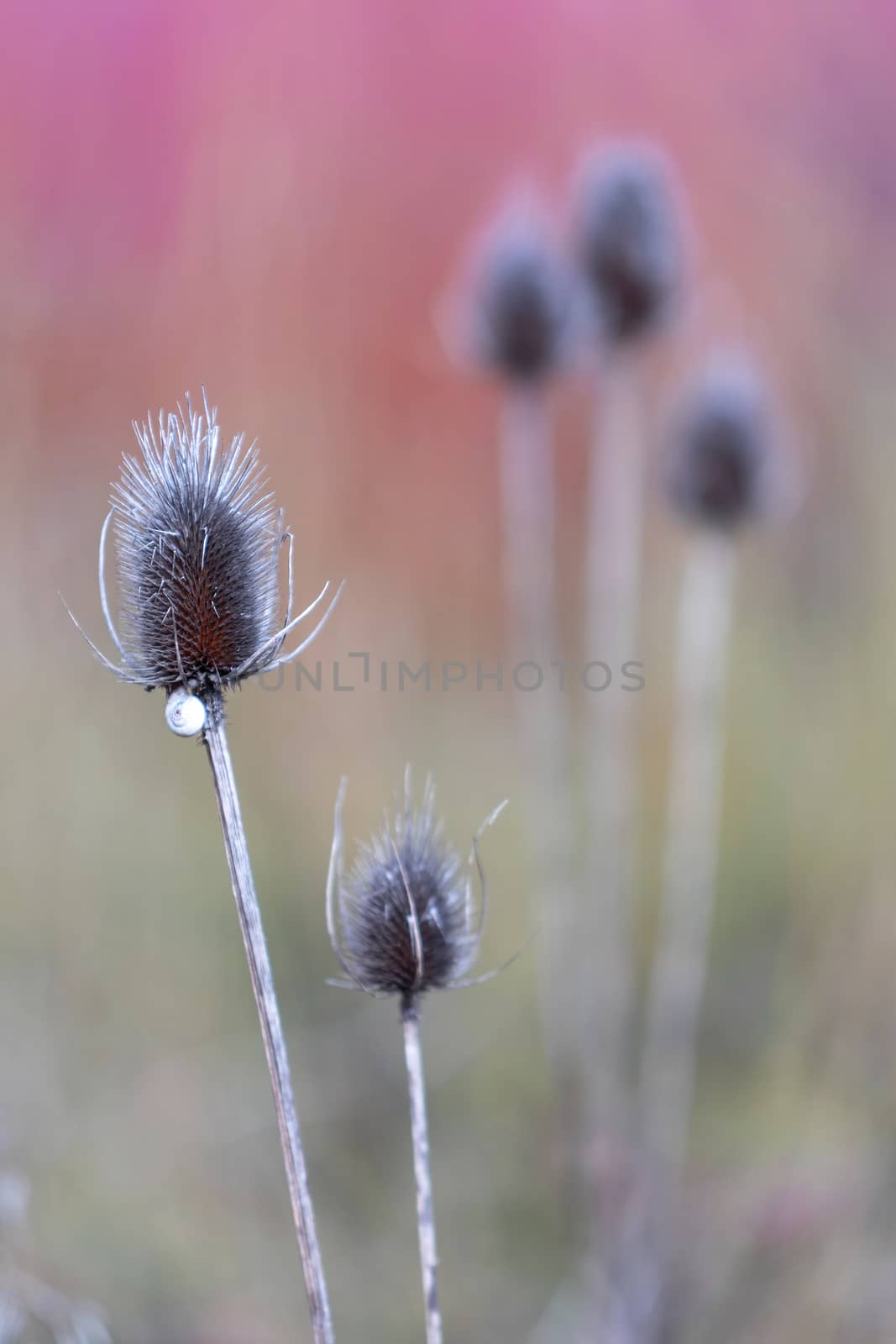 Detail of a thistle field on a red and green blurred background