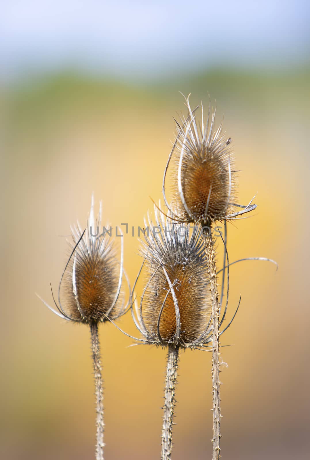 Close-up of three dried thistles on an blurred yellow background