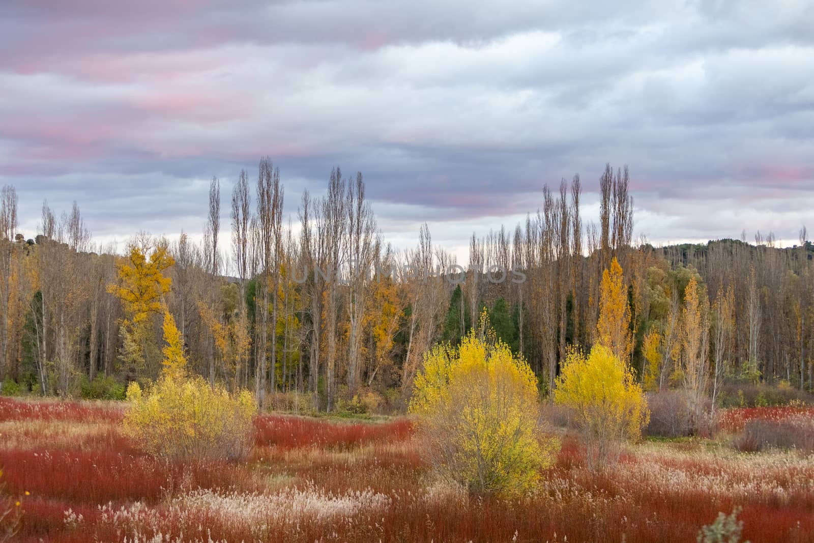 Autumn landscape of a field red wicker at sunset