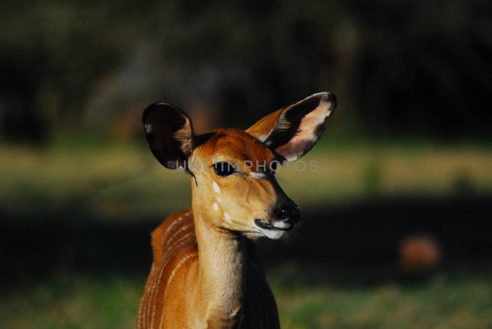 A close up of the head of an african antelope in the sun