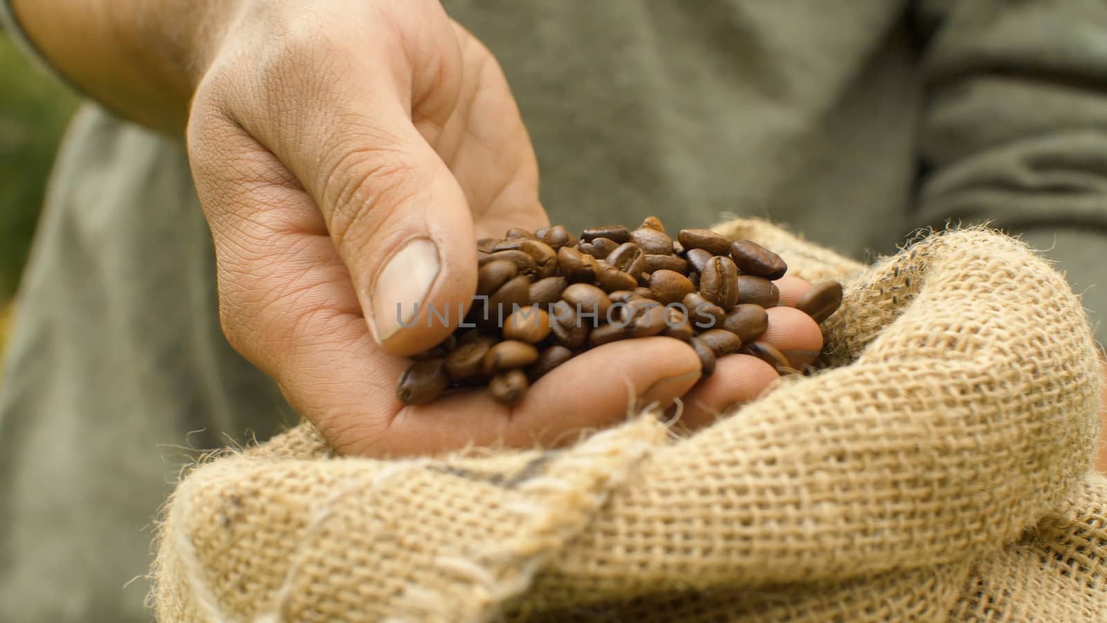Close-up coffee beans in a burlap jute sack. Male hands pouring coffee beans