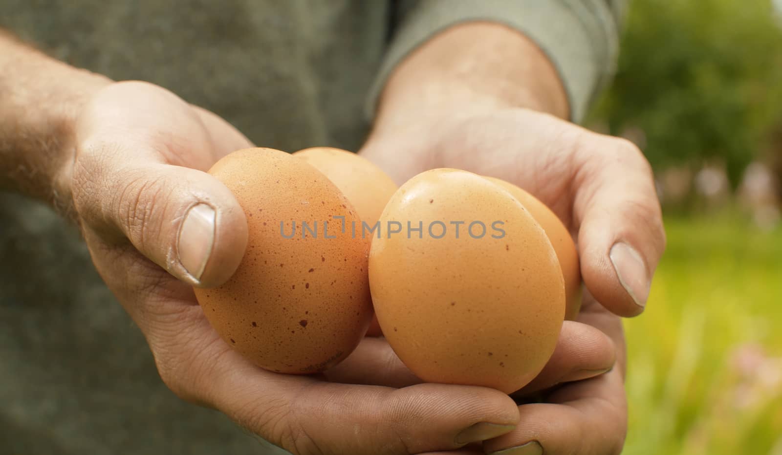 Close up fresh brown eggs in farmers hands. Rural life, harvesting
