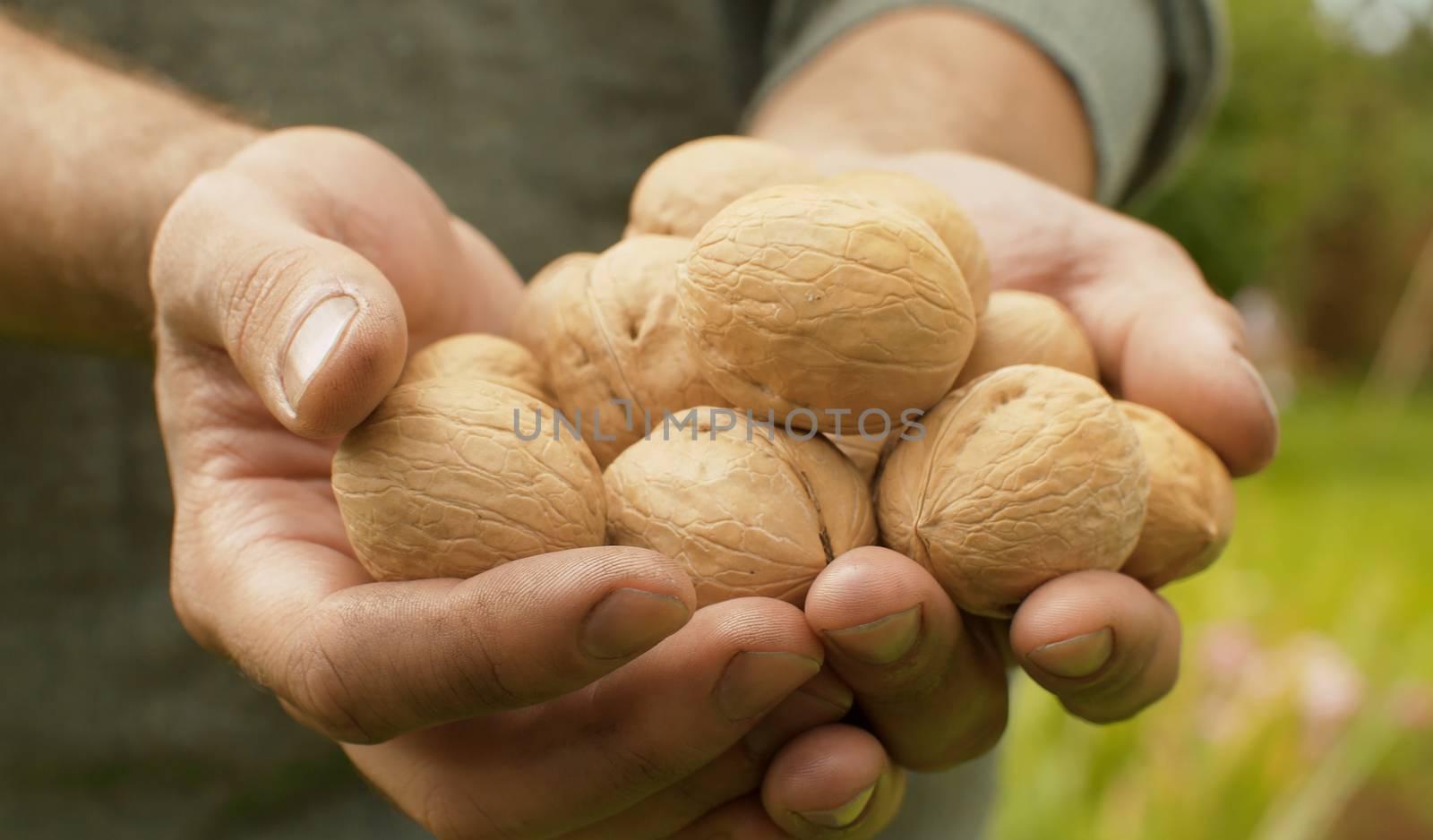 Walnuts in farmers hands close up. Product rich in minerals and vitamins