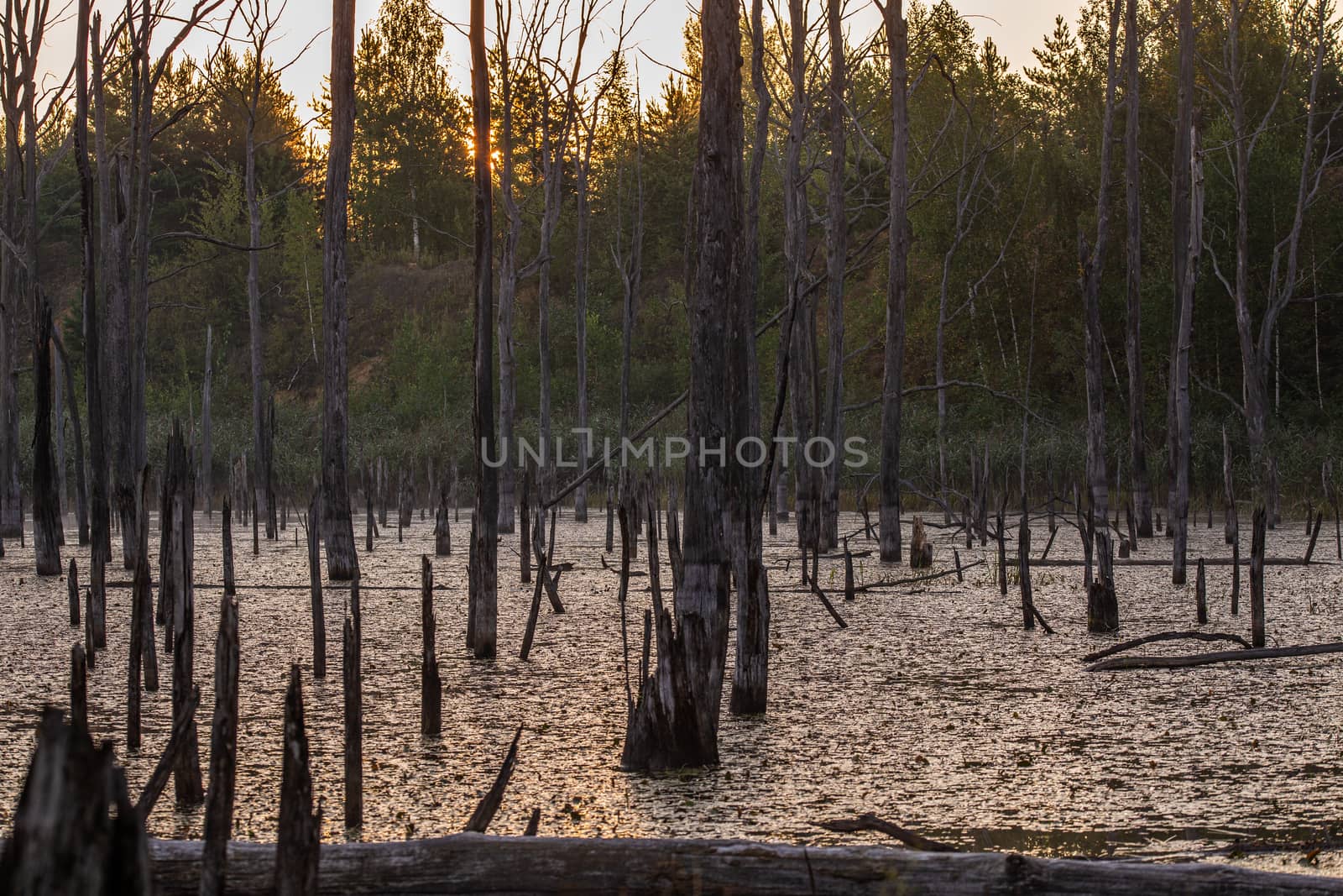 morning in summer swamp with vertical dry gray straight tree trunks.