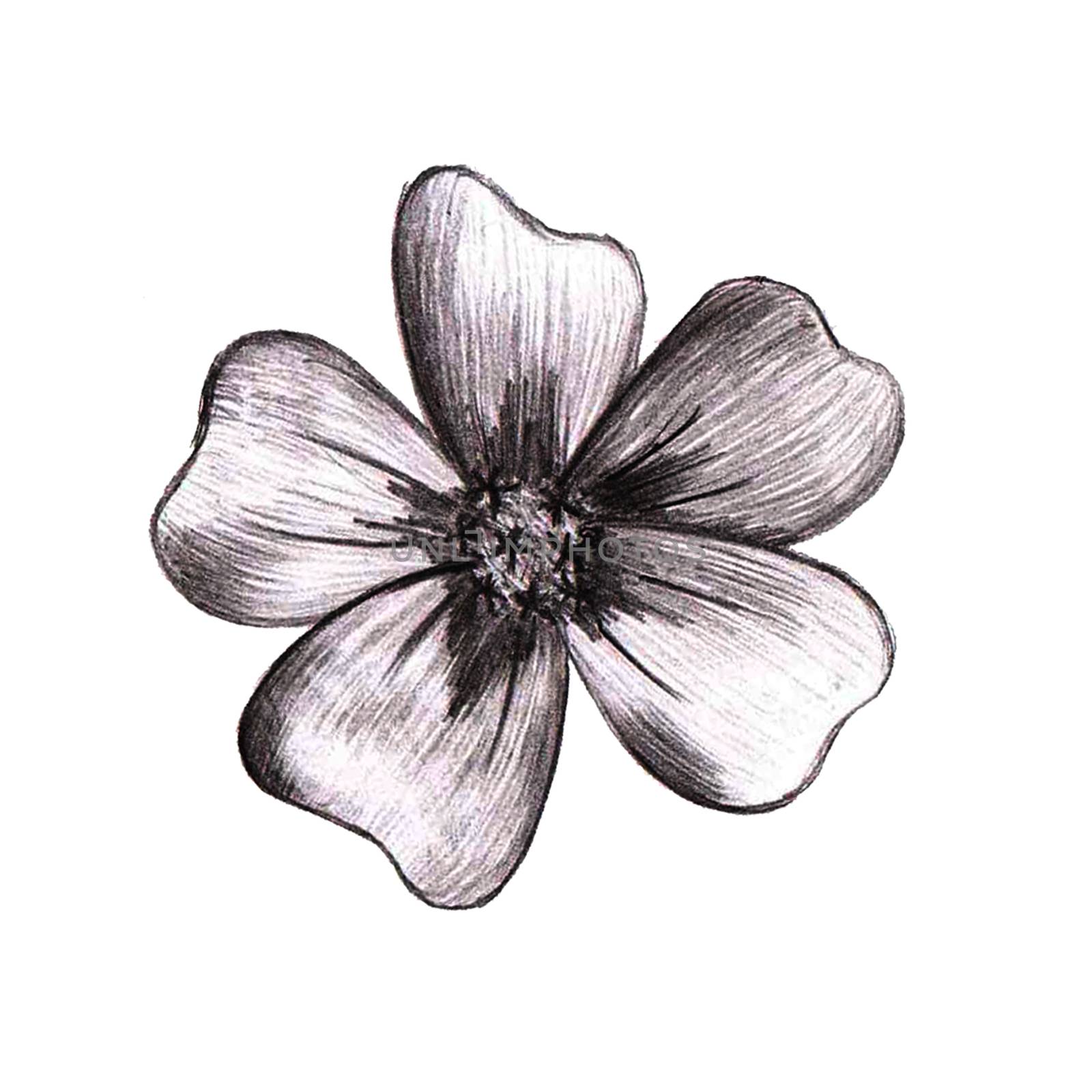 Black and White Hand-Drawn Flower. Thin-leaved Marigolds Sketch. by Rina_Dozornaya
