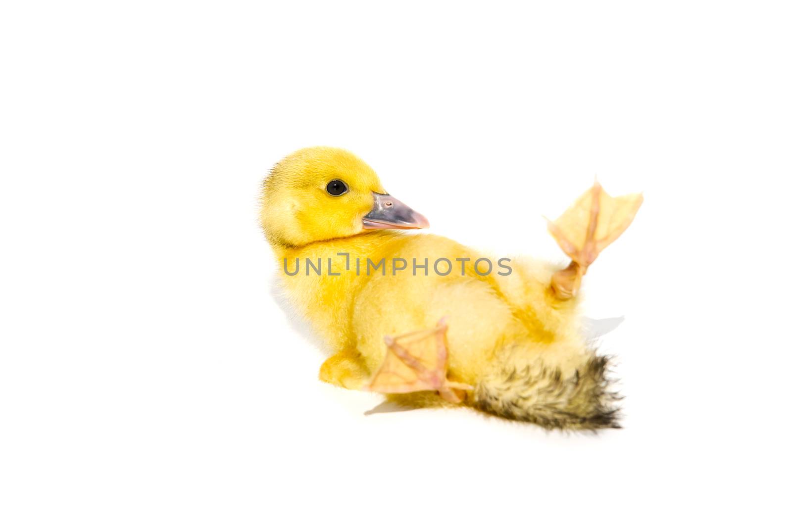 NewBorn little Cute yellow duckling isolated on white