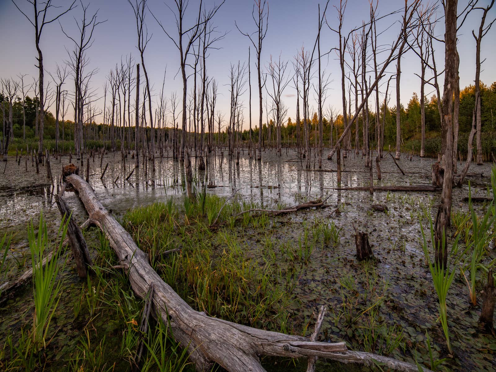 morning in summer swamp with vertical dry gray straight tree trunks.