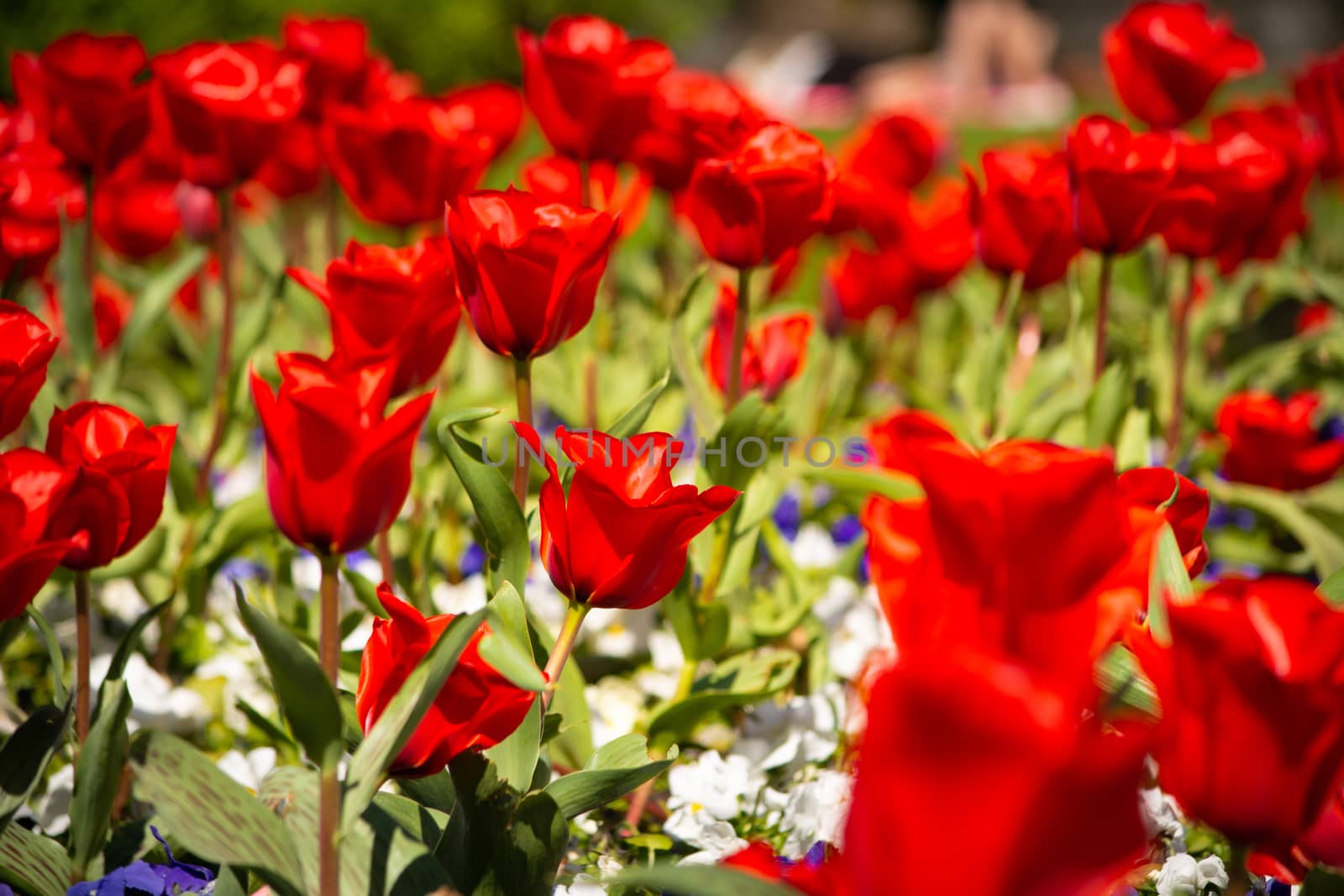 Close-up and selective focus shot of Tulip flower bed. Beauty in nature