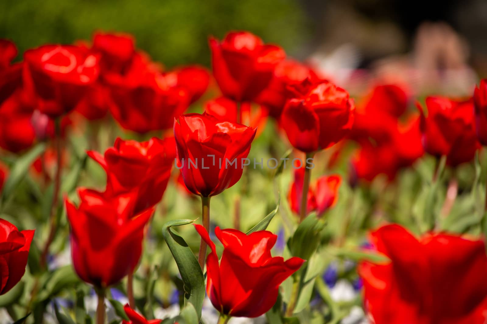 Close-up and selective focus shot of Tulip flower bed by kb79