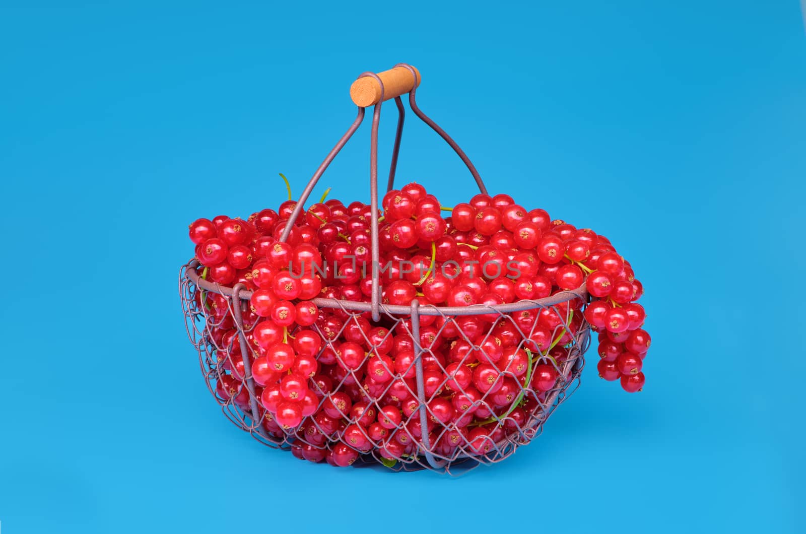 Red currant in a metal basket on blue background.